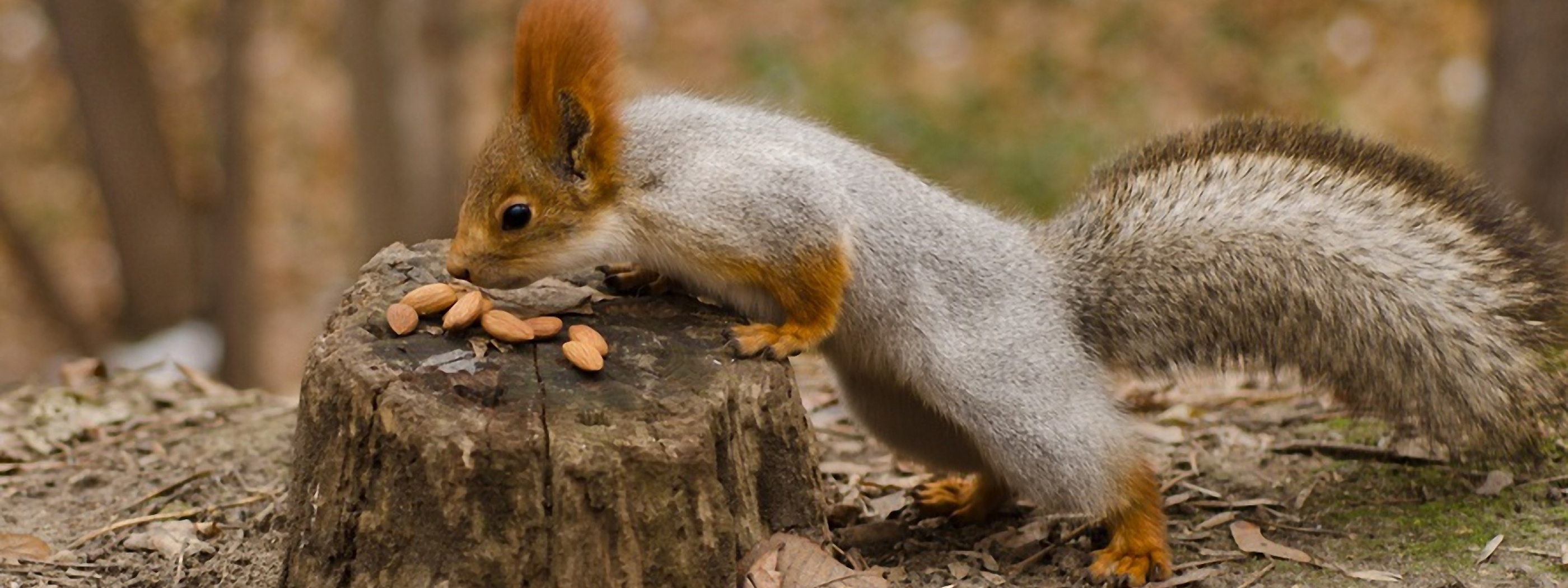 Squirrel Nuts Autumn Stump