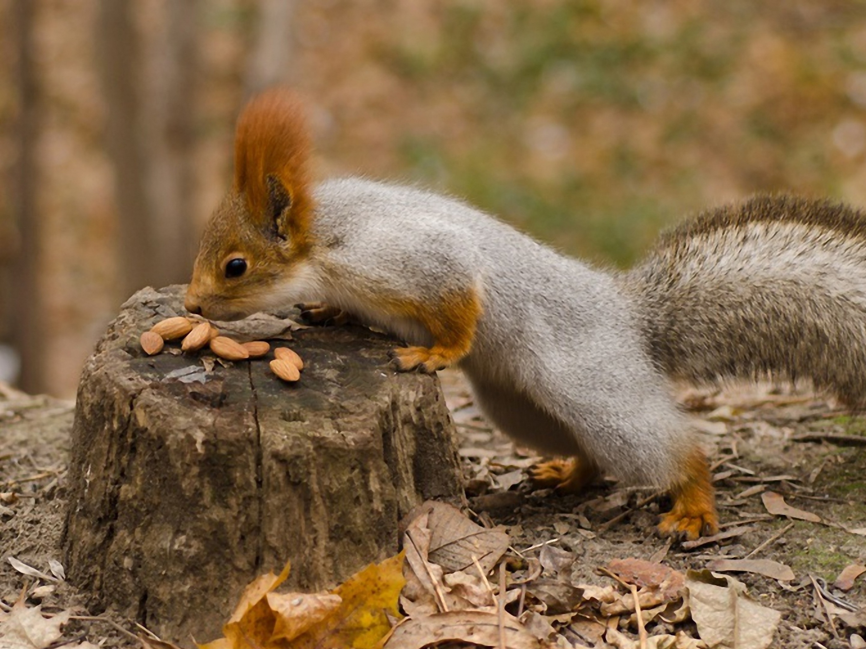 Squirrel Nuts Autumn Stump