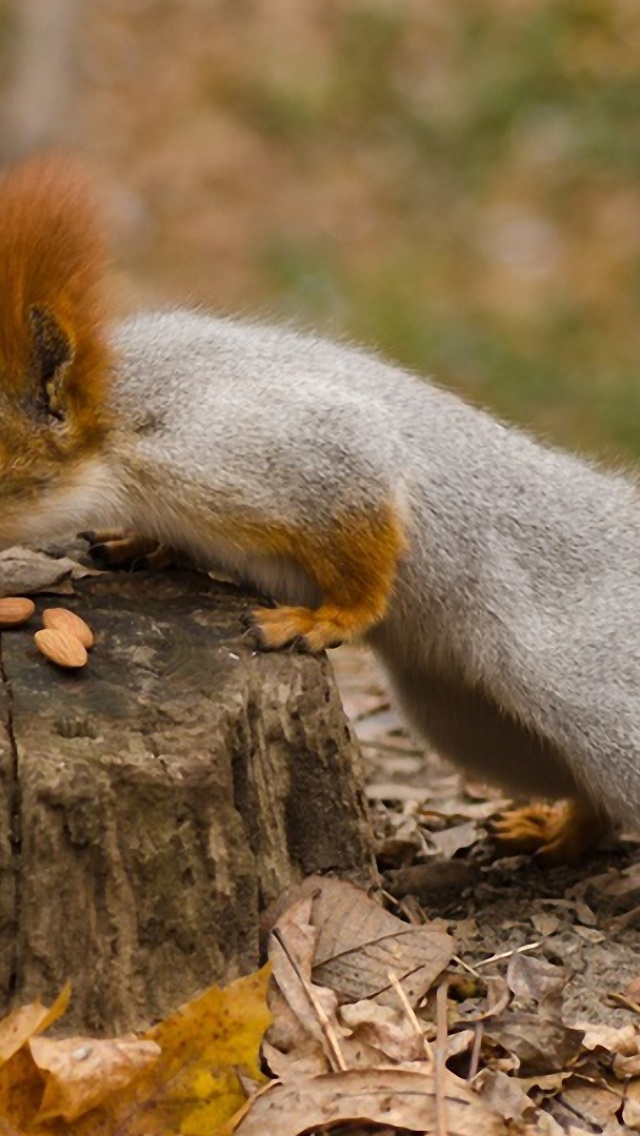 Squirrel Nuts Autumn Stump