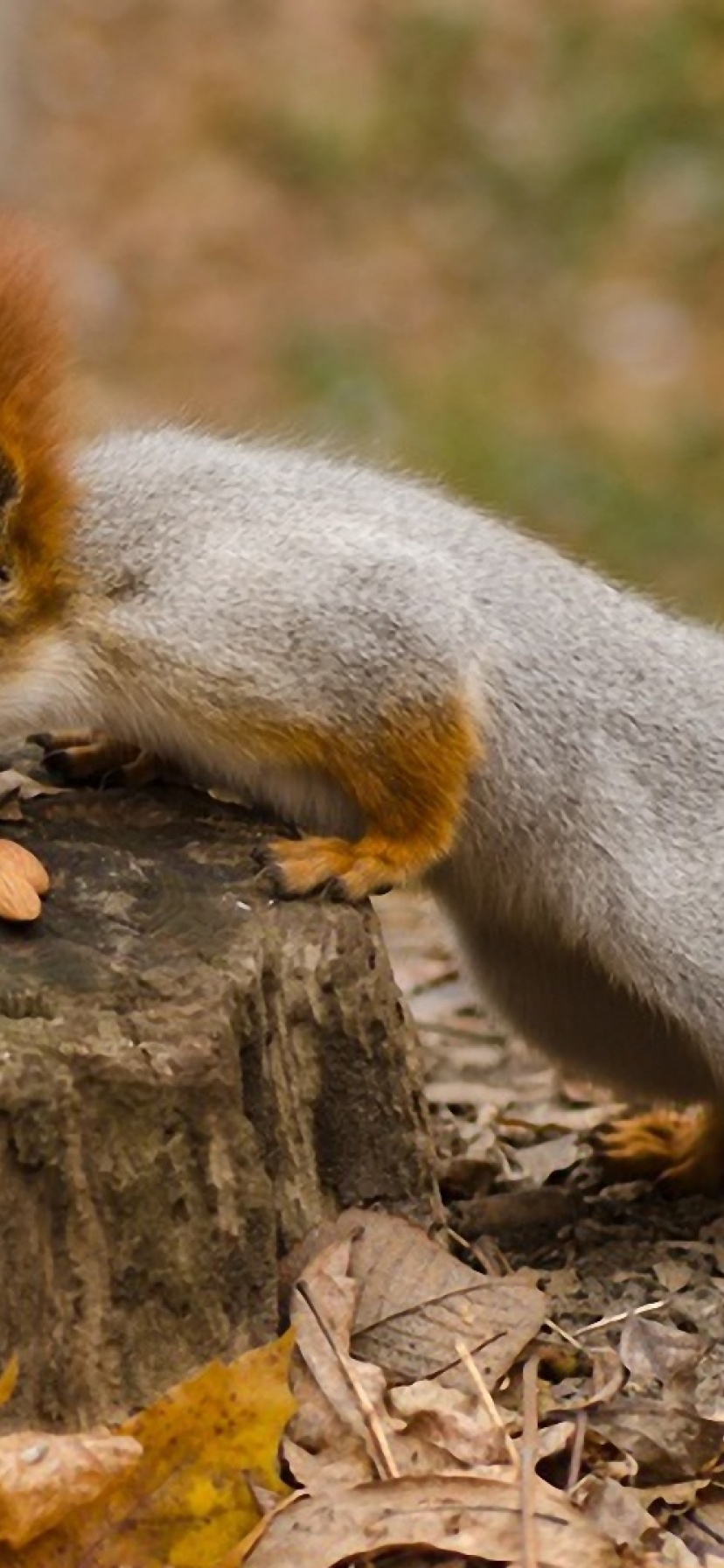 Squirrel Nuts Autumn Stump