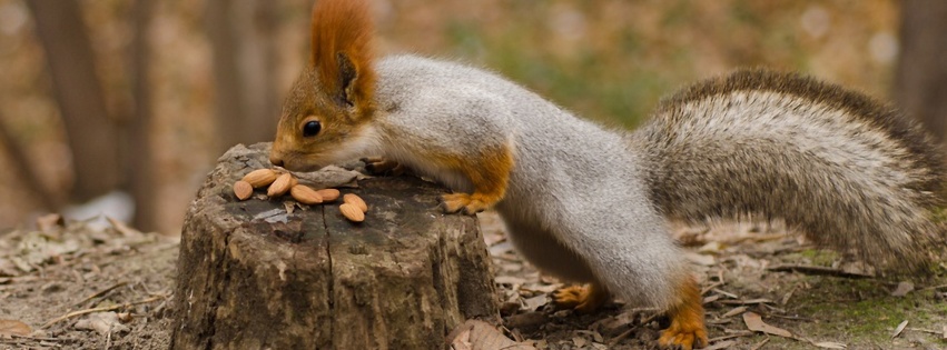 Squirrel Nuts Autumn Stump