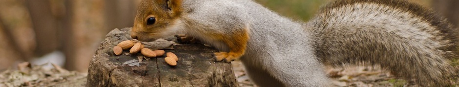 Squirrel Nuts Autumn Stump