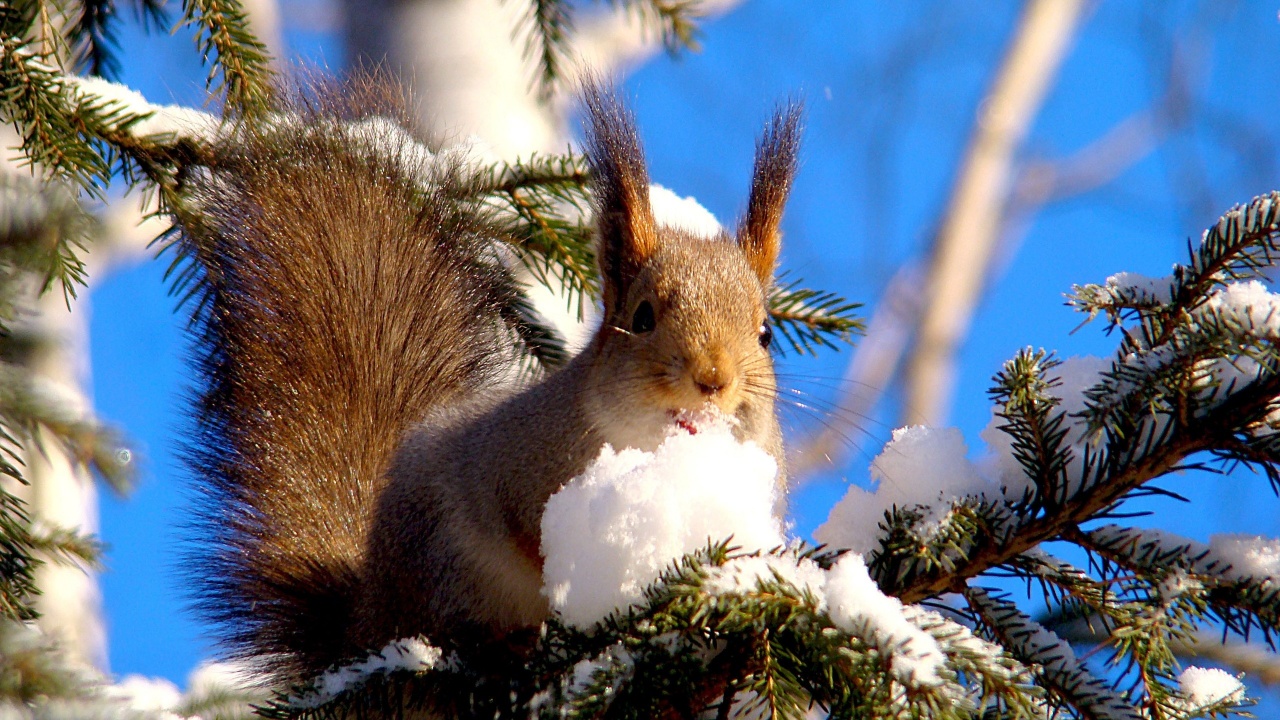 Squirrel On Branches Snow