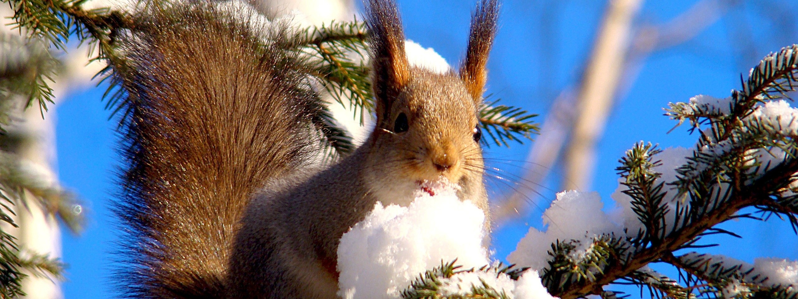 Squirrel On Branches Snow