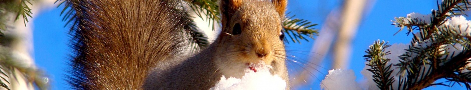 Squirrel On Branches Snow