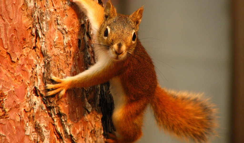 Squirrel On Tree