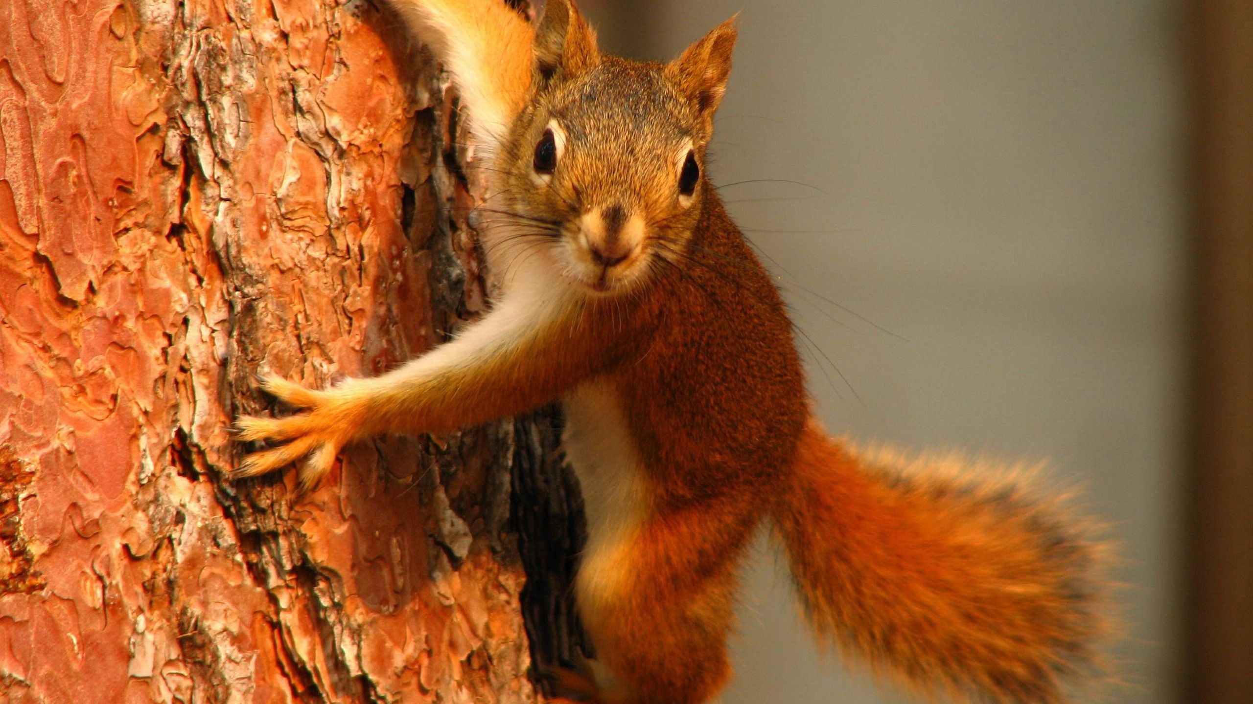 Squirrel On Tree