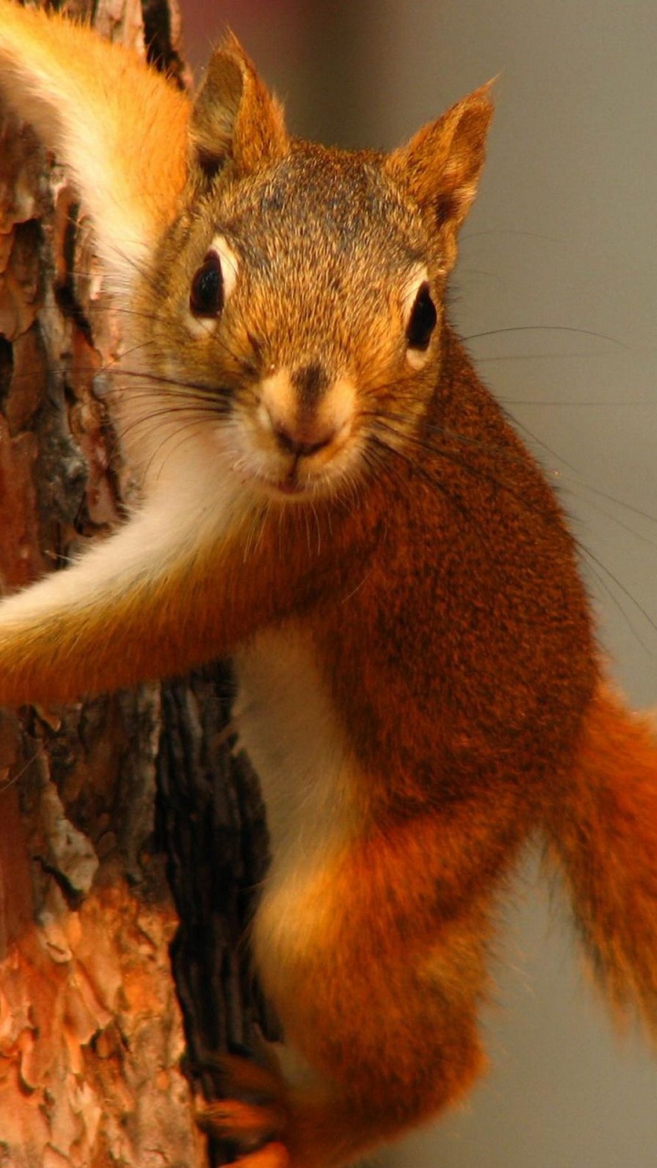 Squirrel On Tree