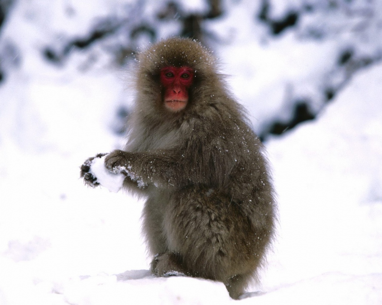 Starting A Snowball Fight Japanese Snow Monkey