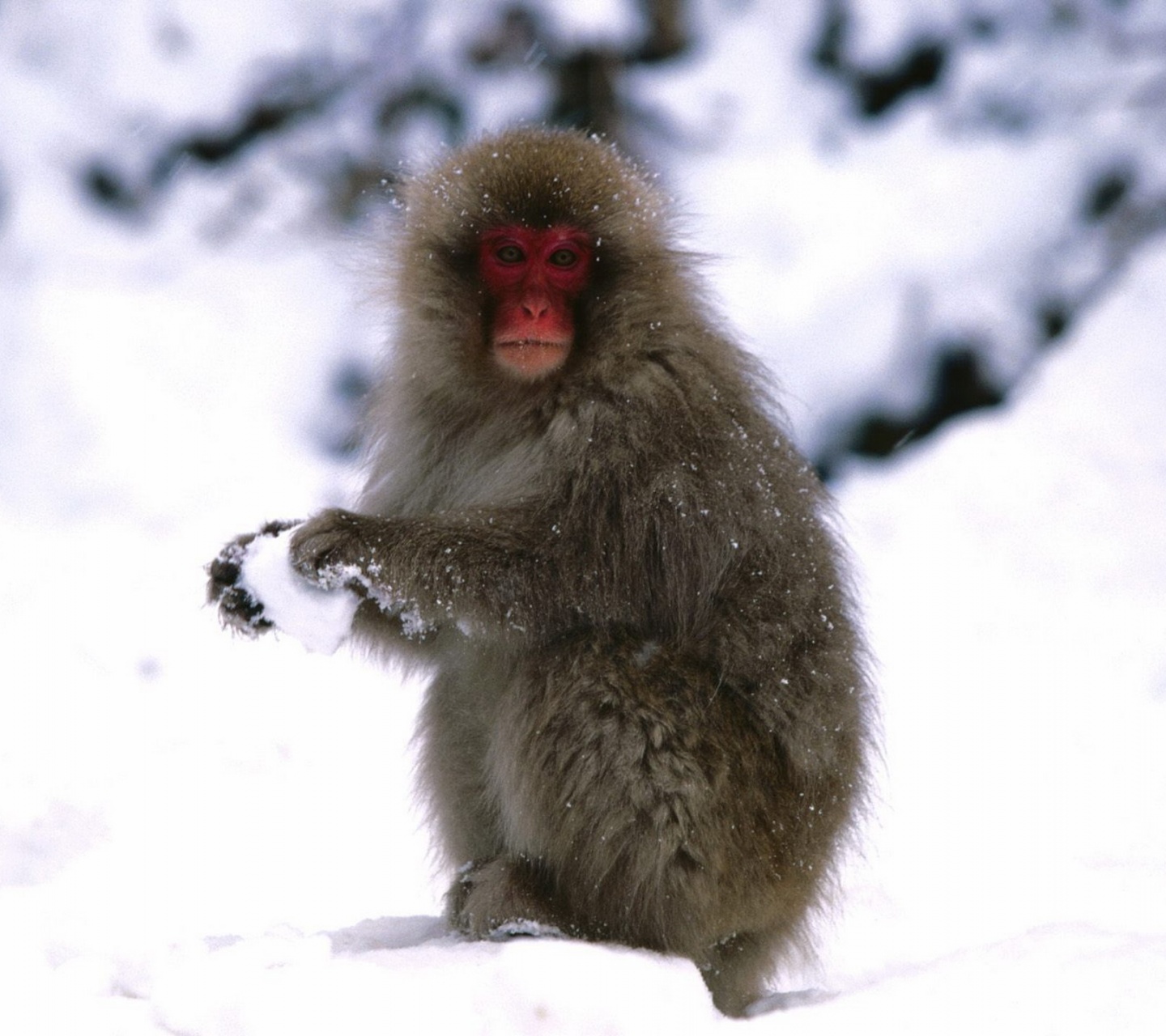 Starting A Snowball Fight Japanese Snow Monkey