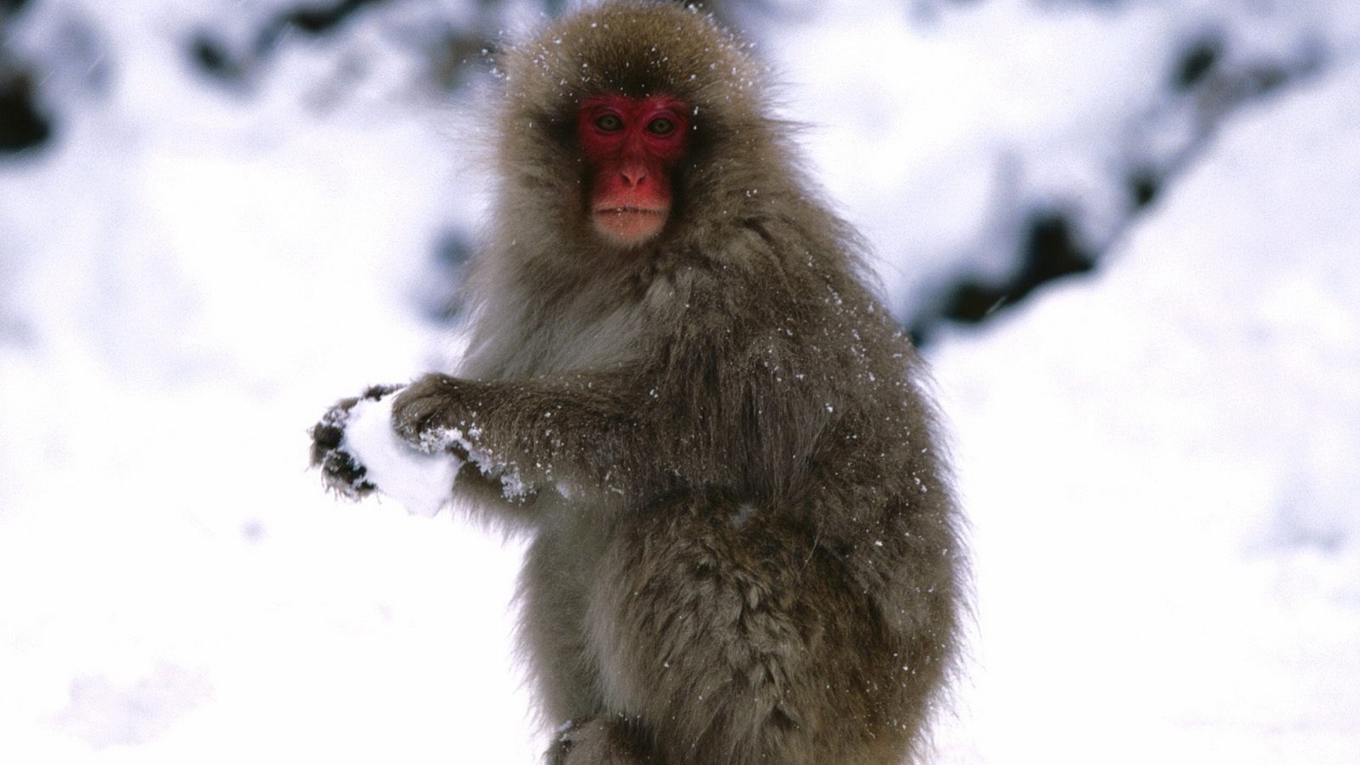 Starting A Snowball Fight Japanese Snow Monkey