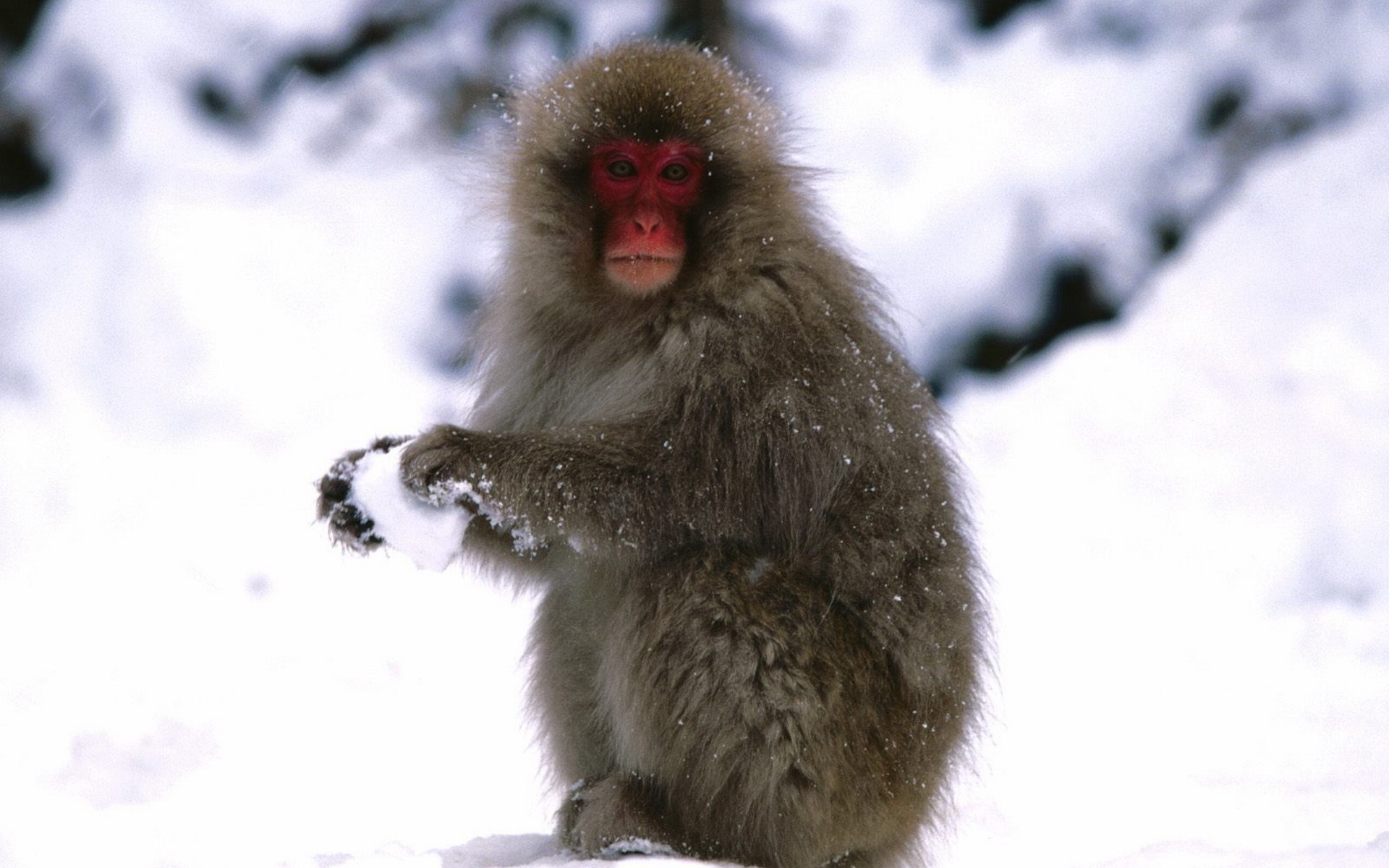 Starting A Snowball Fight Japanese Snow Monkey