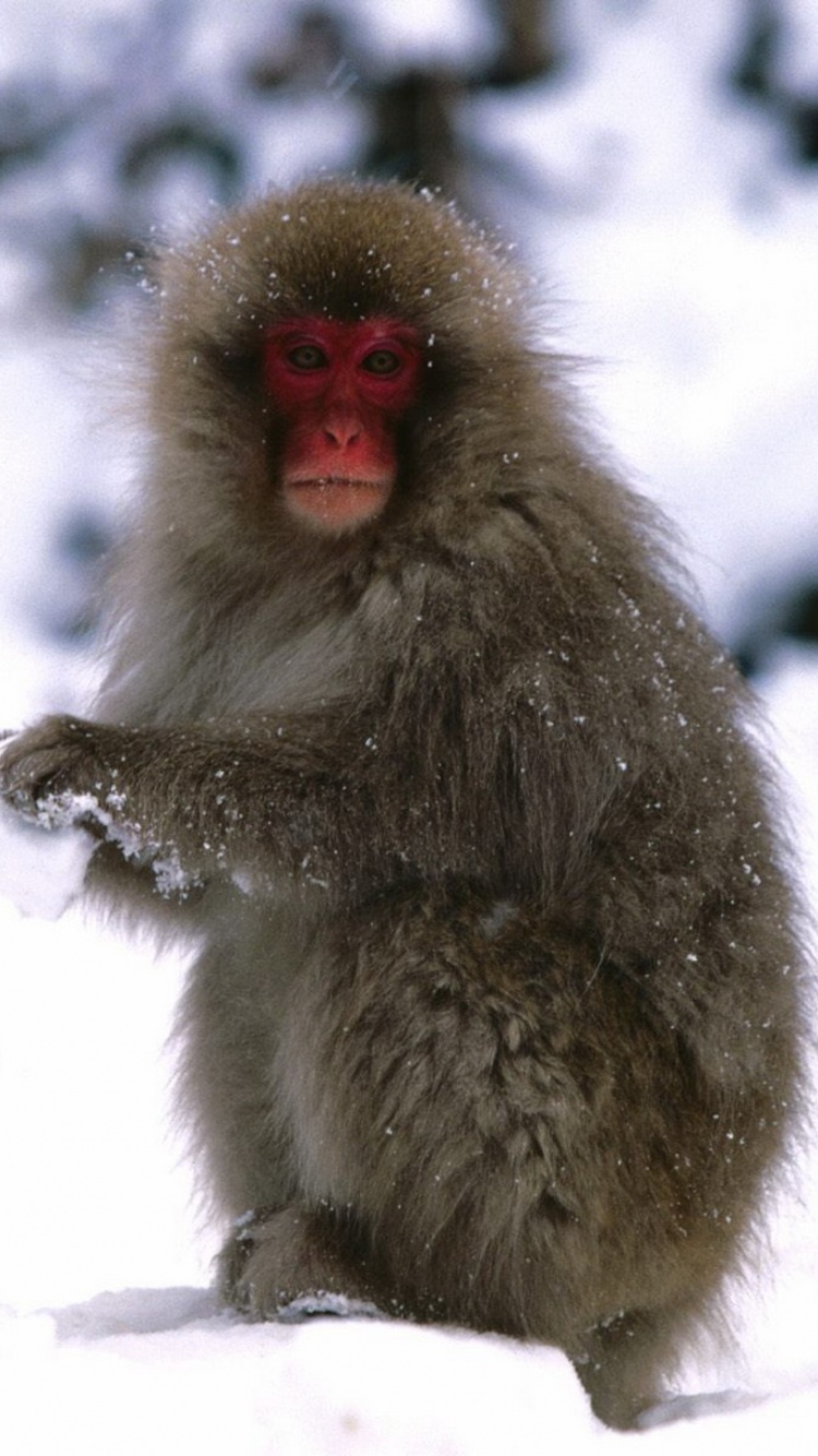 Starting A Snowball Fight Japanese Snow Monkey