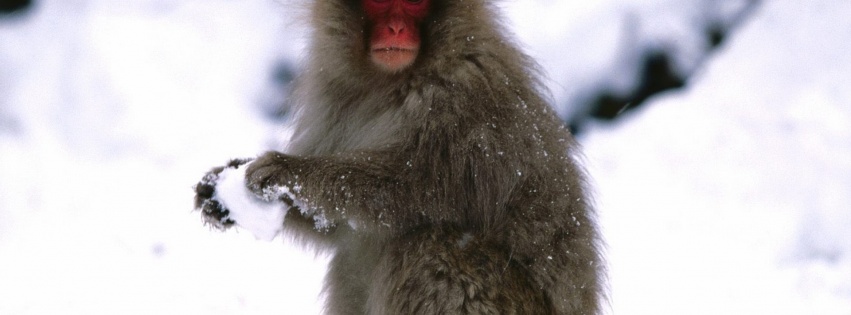 Starting A Snowball Fight Japanese Snow Monkey