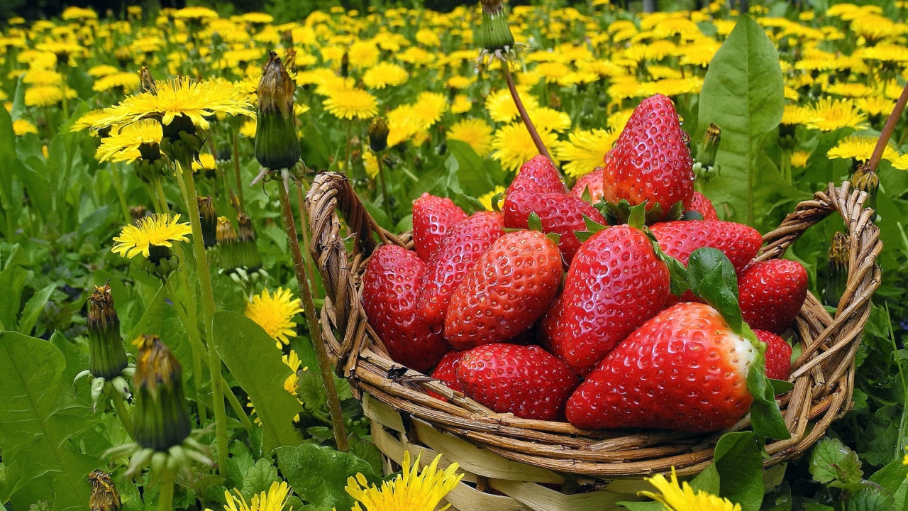 Strawberries In Basket And Dandelions