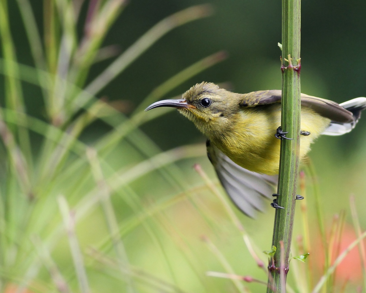 Sunbird On Branch