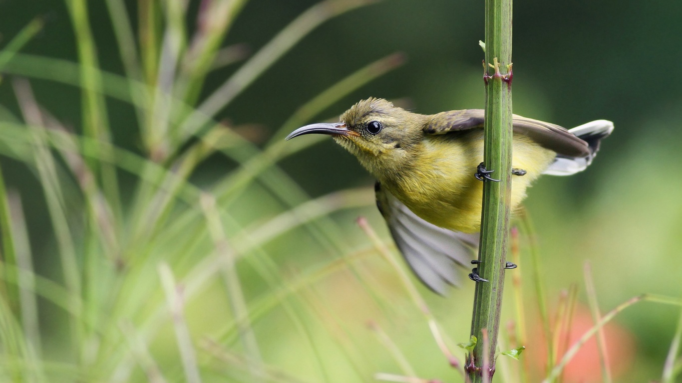 Sunbird On Branch