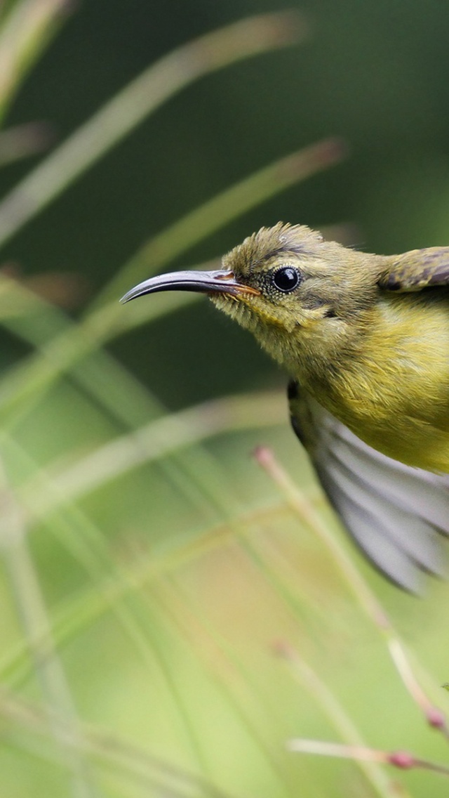 Sunbird On Branch