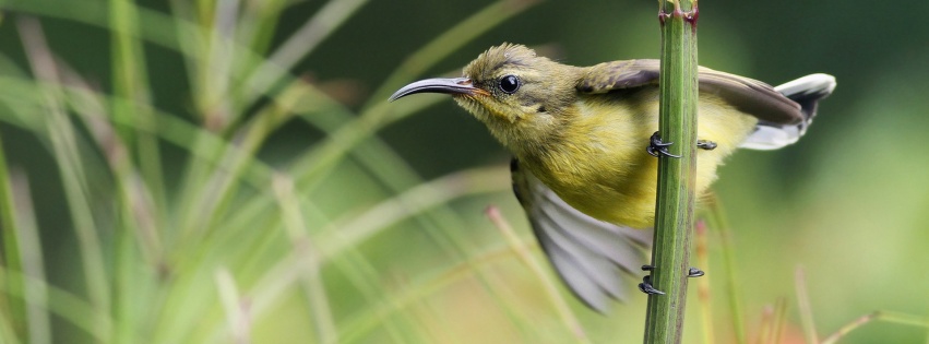 Sunbird On Branch