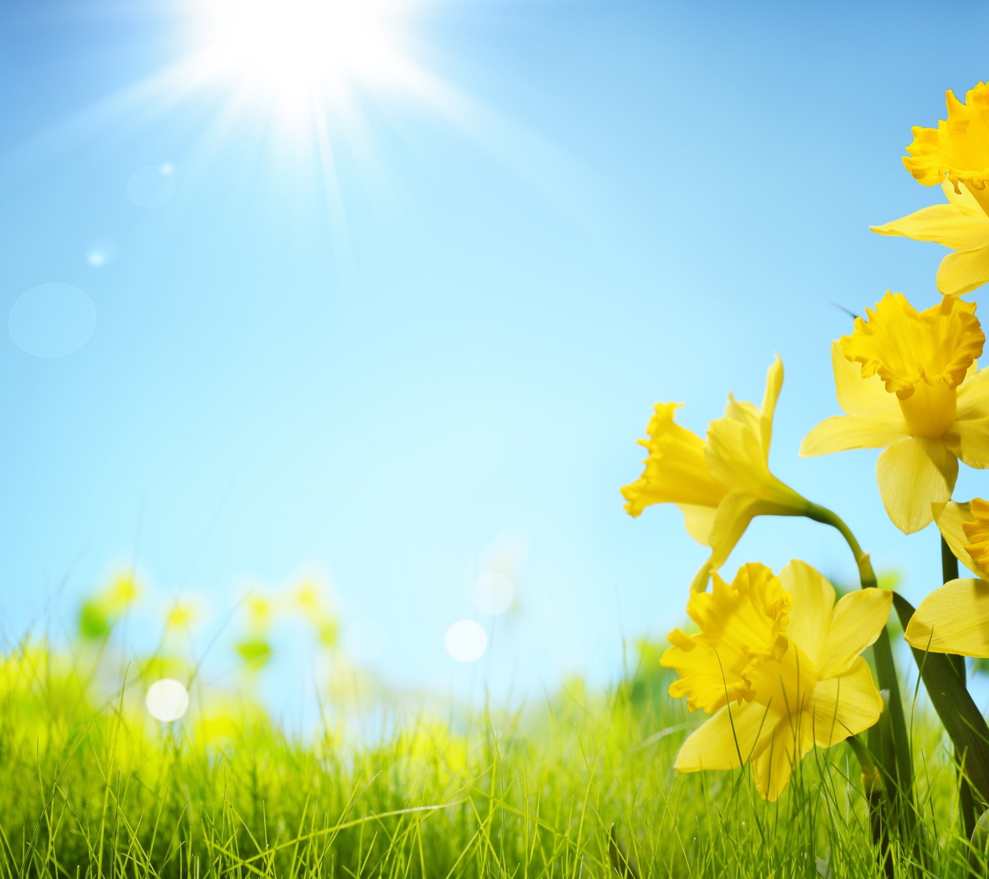 Sunlight And Yellow Flowers