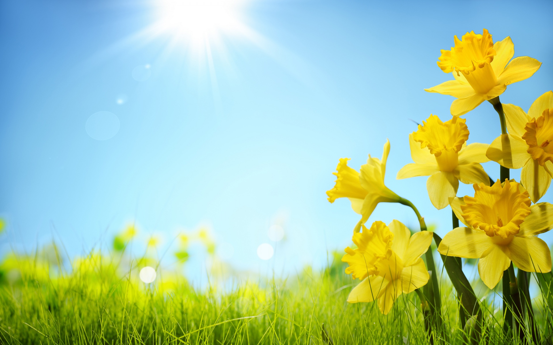 Sunlight And Yellow Flowers