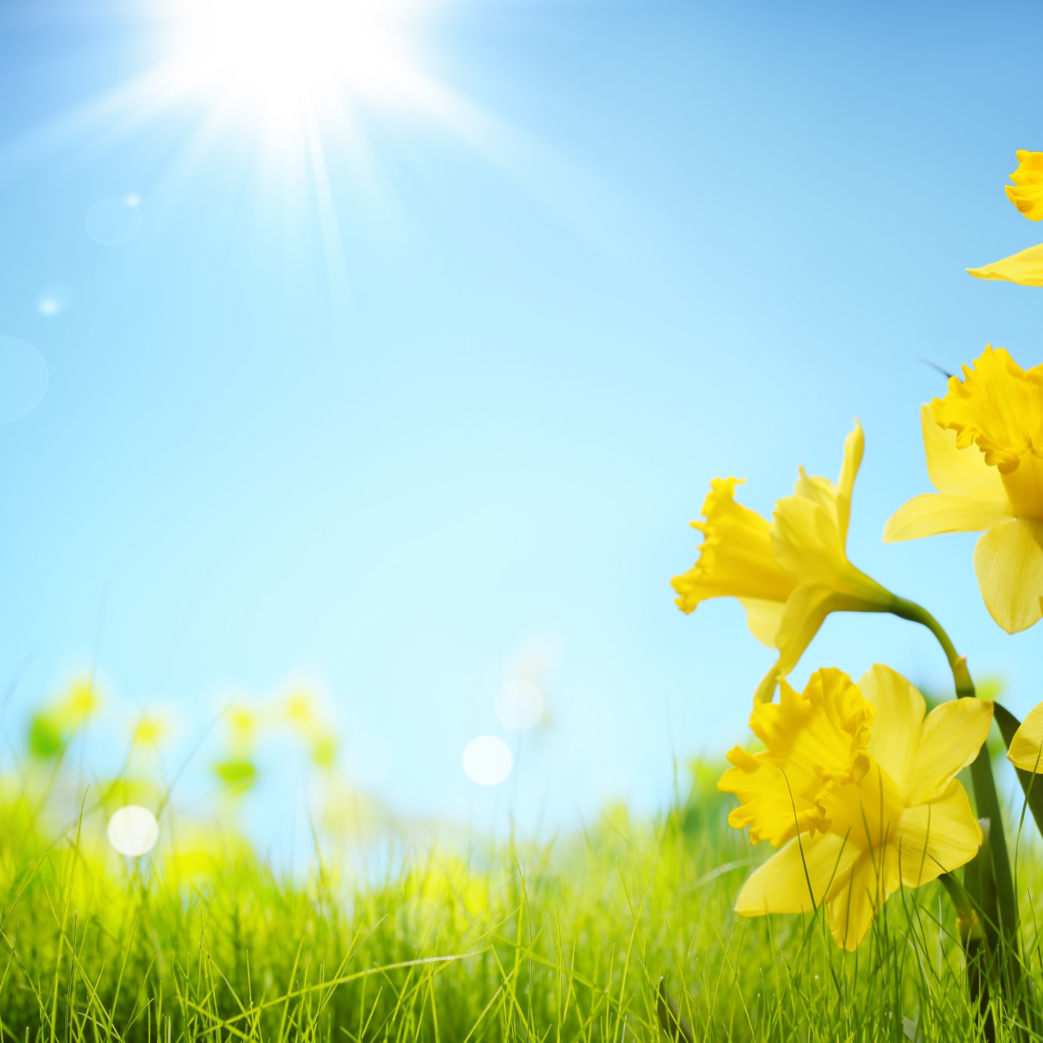 Sunlight And Yellow Flowers