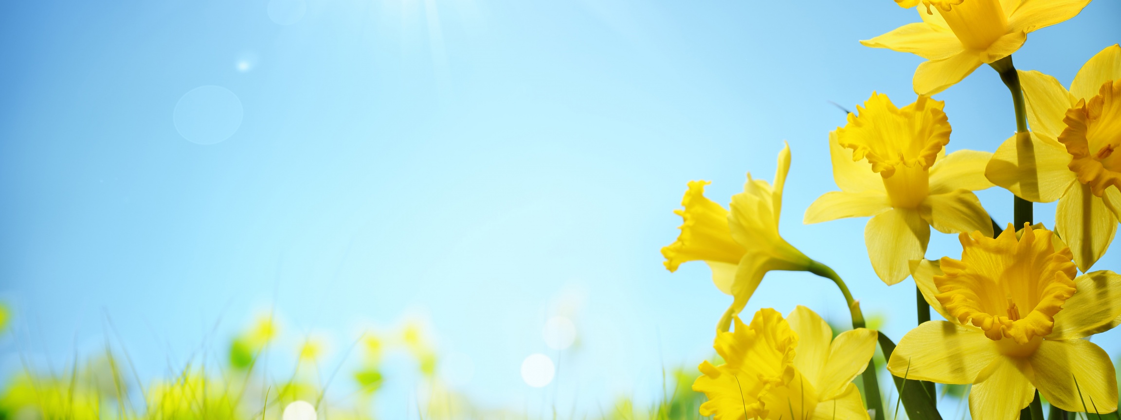 Sunlight And Yellow Flowers