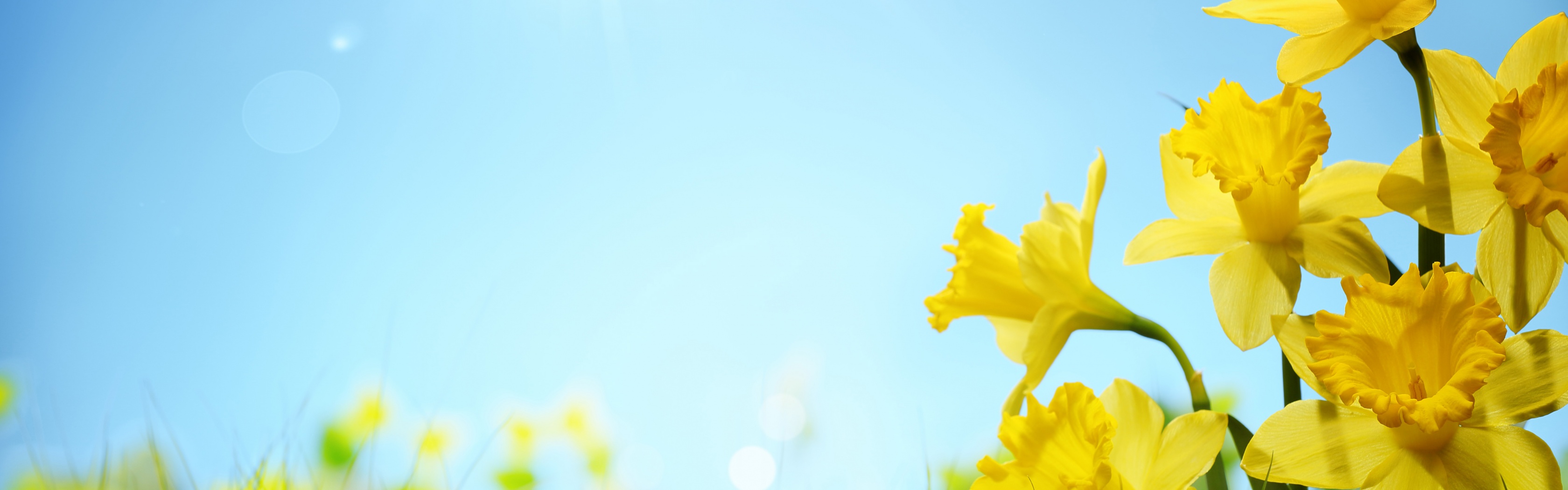 Sunlight And Yellow Flowers