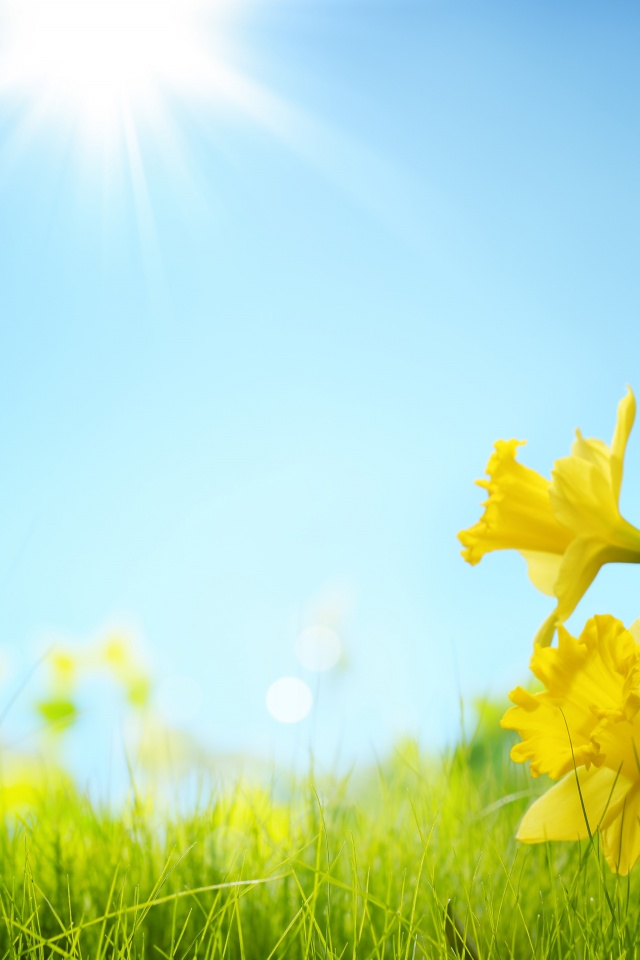 Sunlight And Yellow Flowers