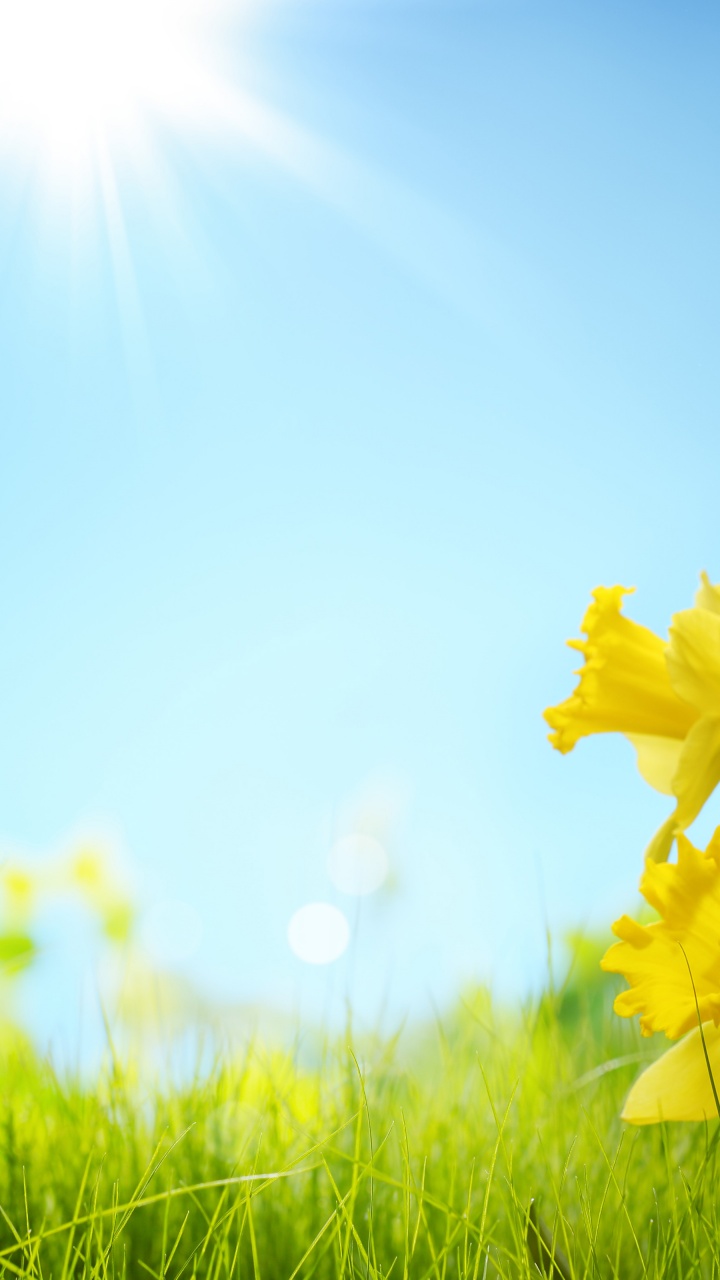 Sunlight And Yellow Flowers