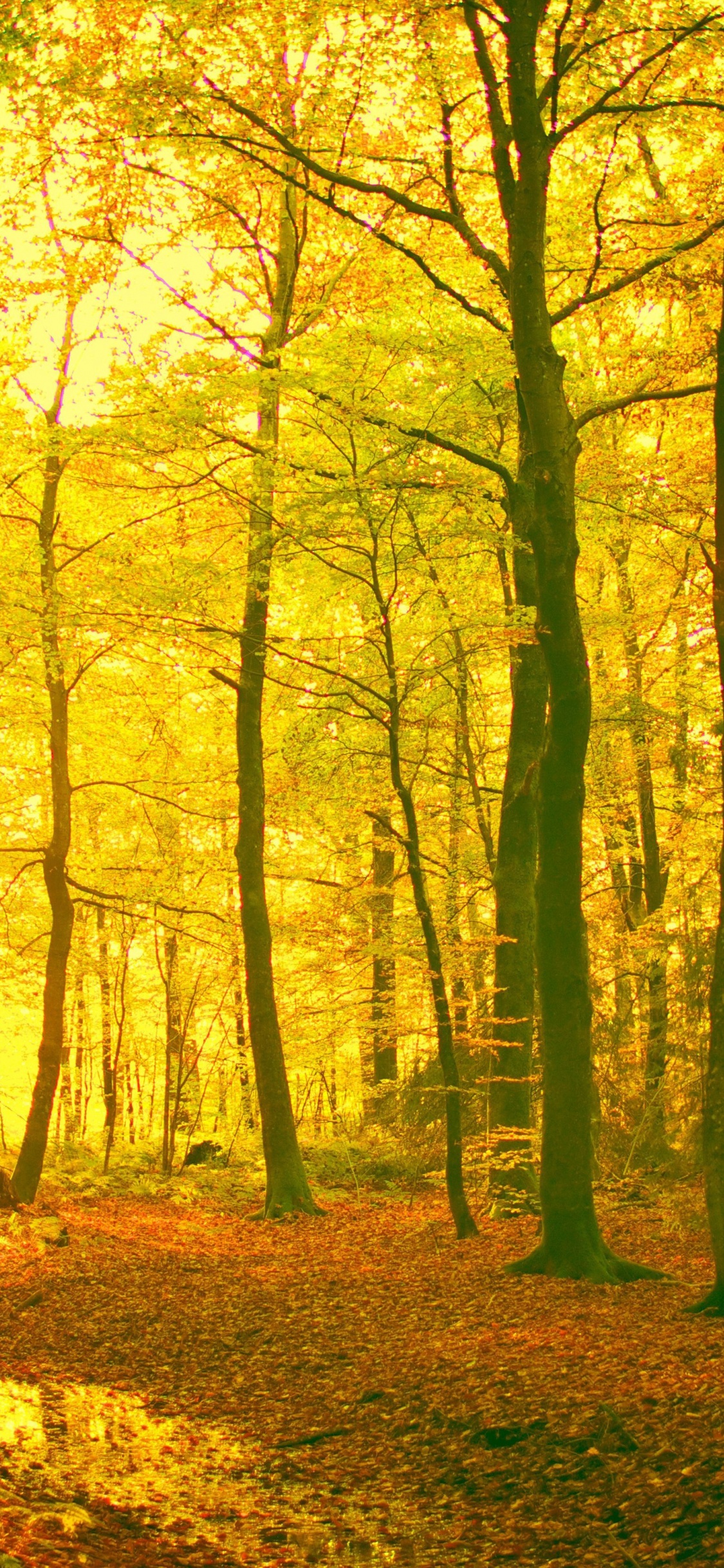 Sunlight In The Autumn Forest