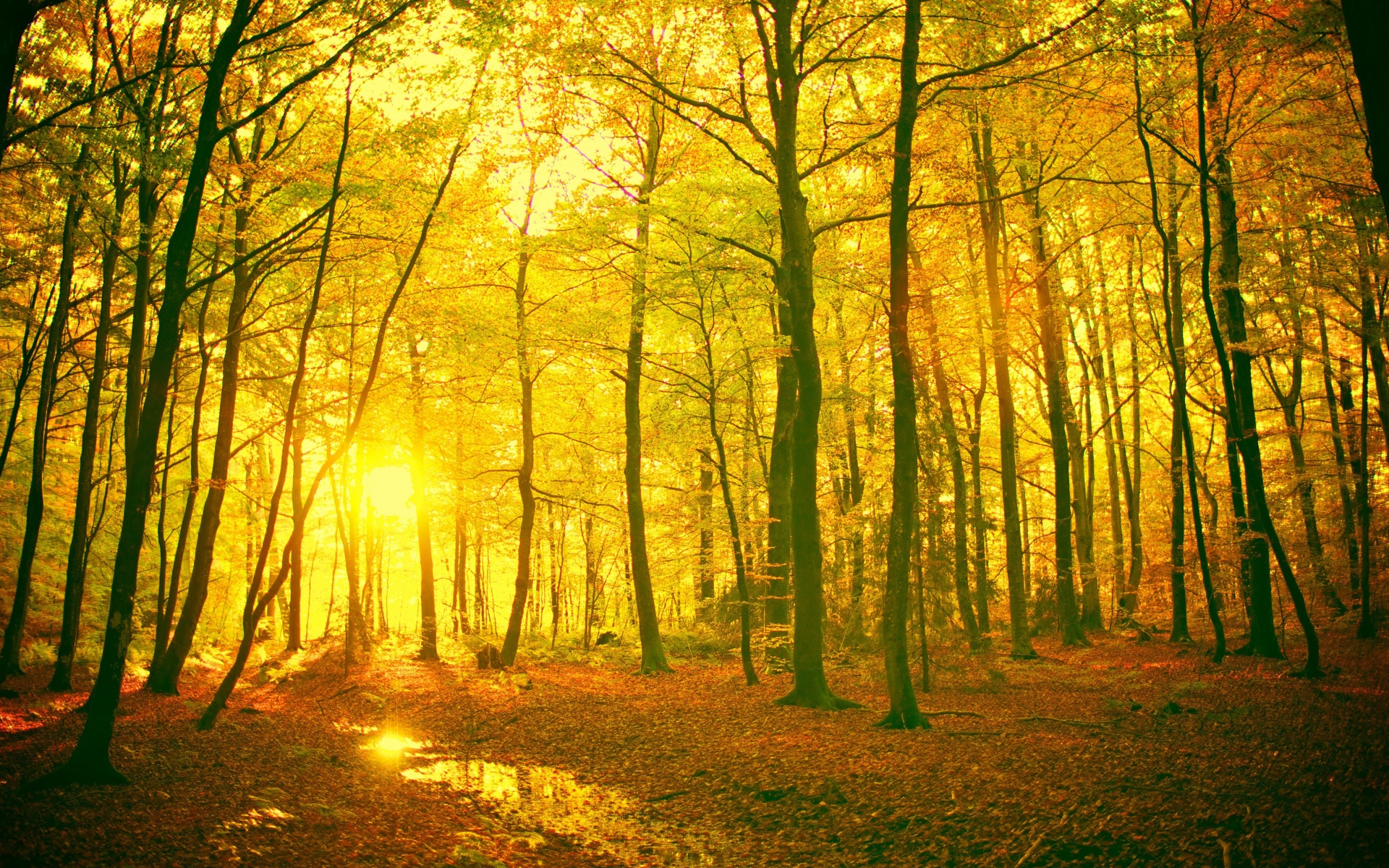 Sunlight In The Autumn Forest