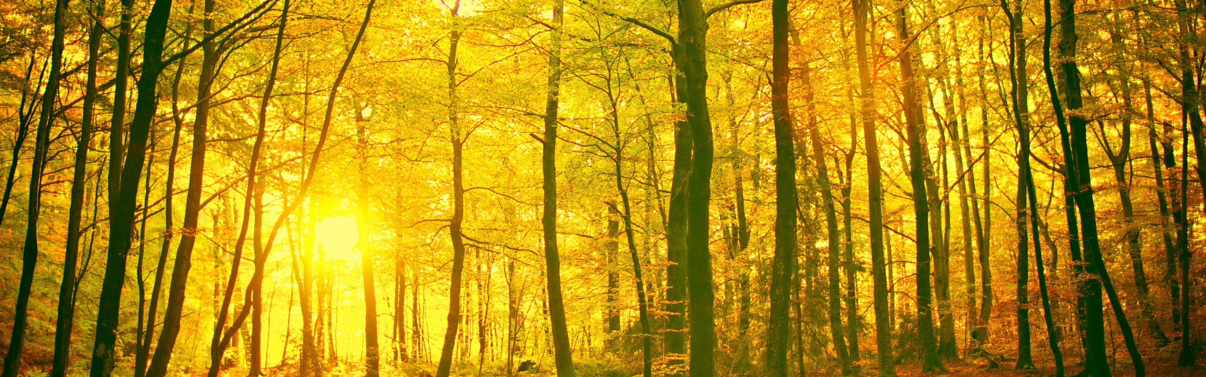 Sunlight In The Autumn Forest