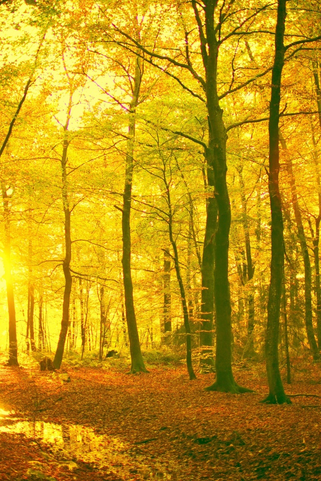 Sunlight In The Autumn Forest