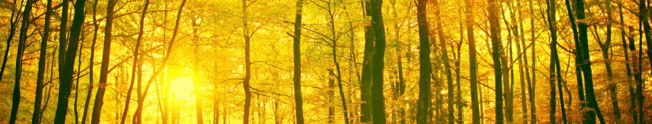 Sunlight In The Autumn Forest