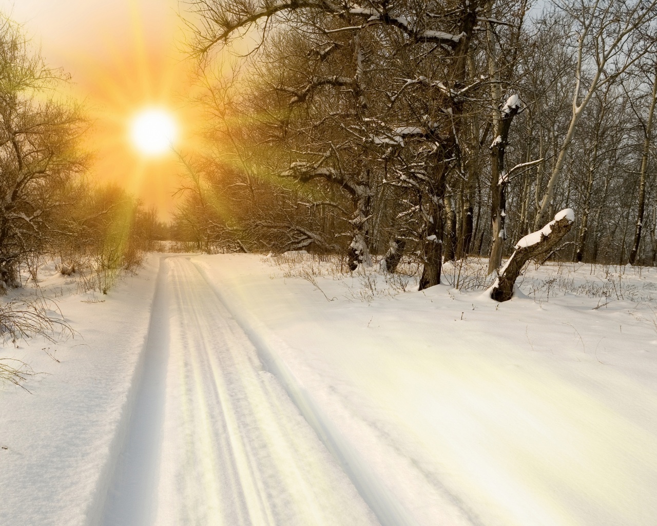 Sunset Through Snowy Woods