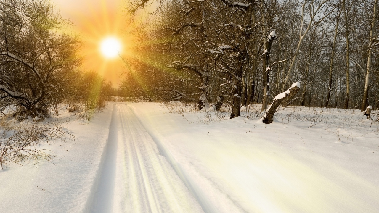 Sunset Through Snowy Woods