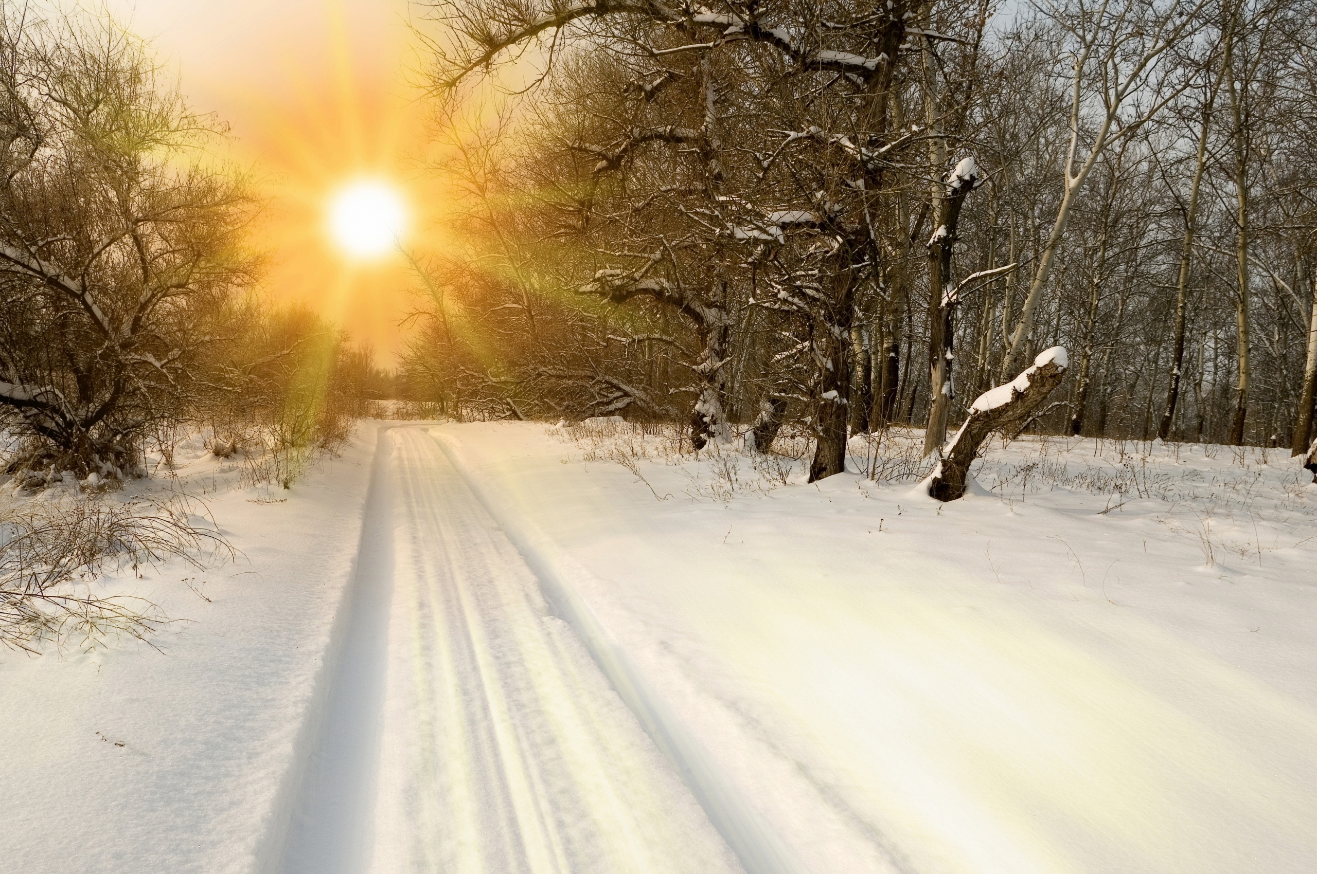 Sunset Through Snowy Woods