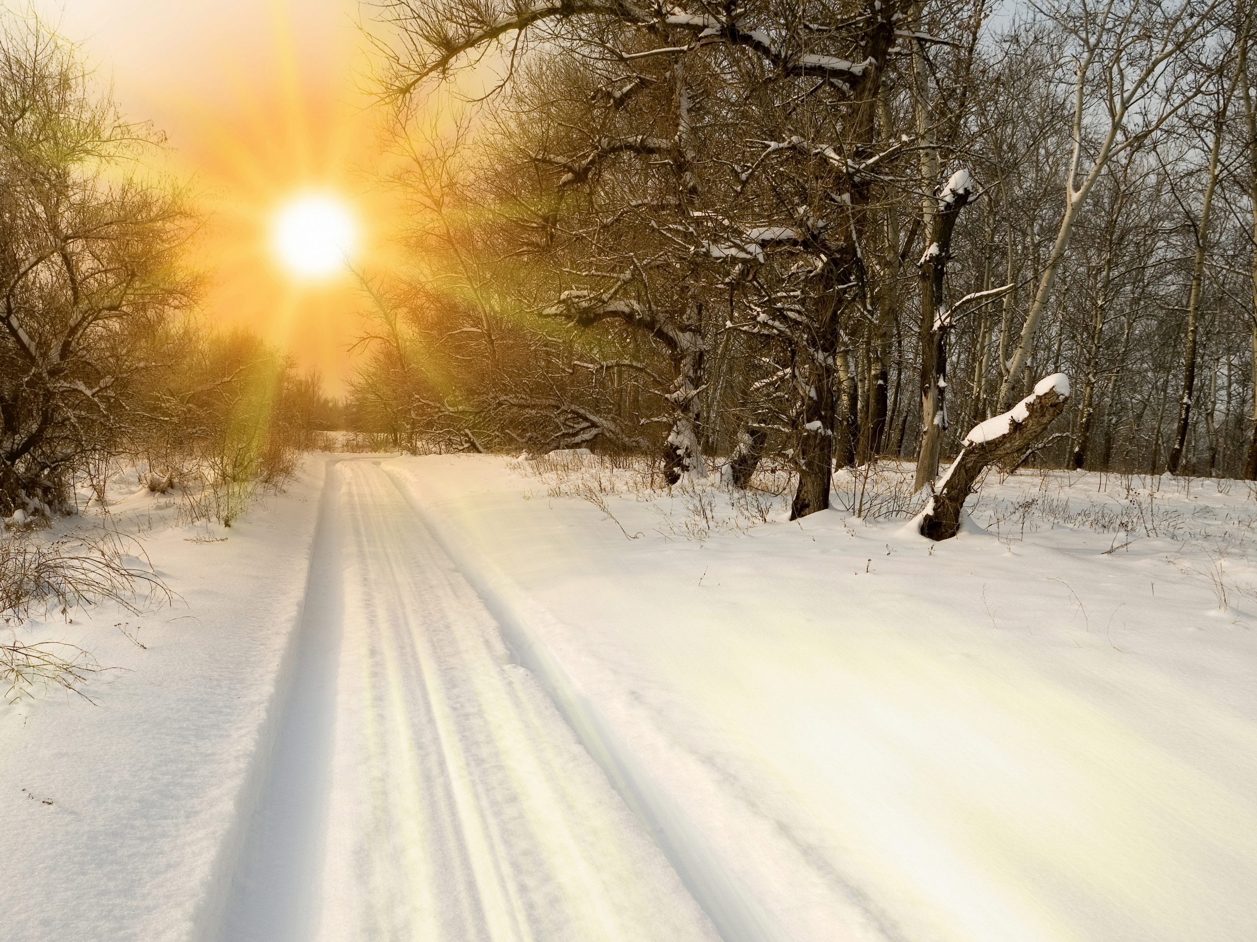 Sunset Through Snowy Woods