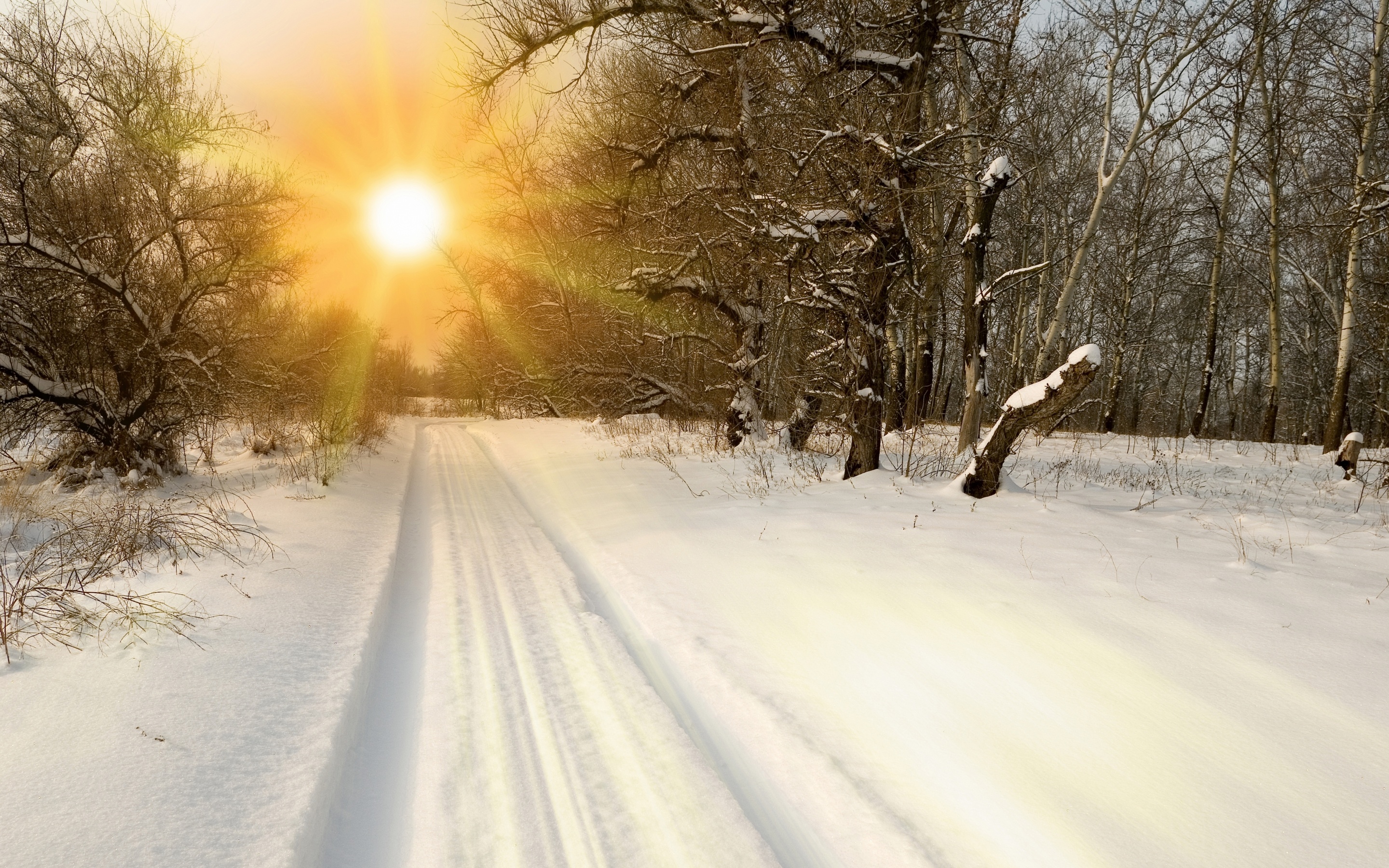 Sunset Through Snowy Woods