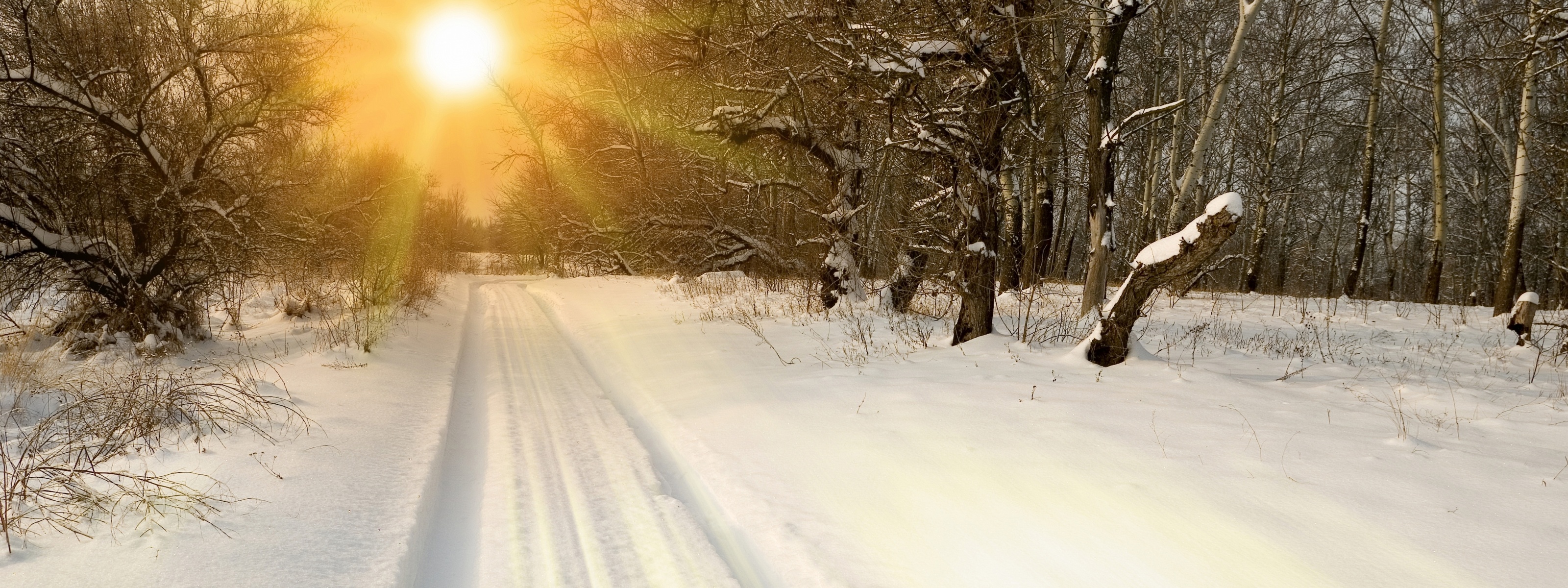 Sunset Through Snowy Woods