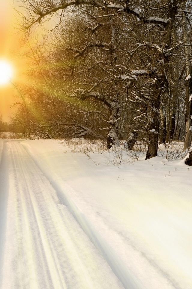 Sunset Through Snowy Woods