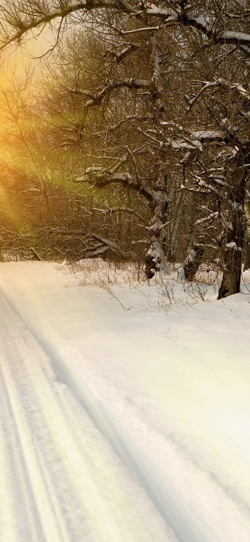 Sunset Through Snowy Woods