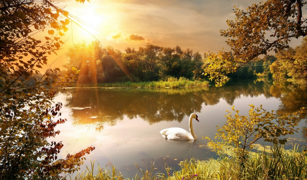 Swan On The Lake In Autumn