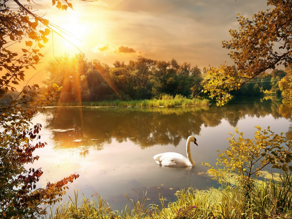 Swan On The Lake In Autumn