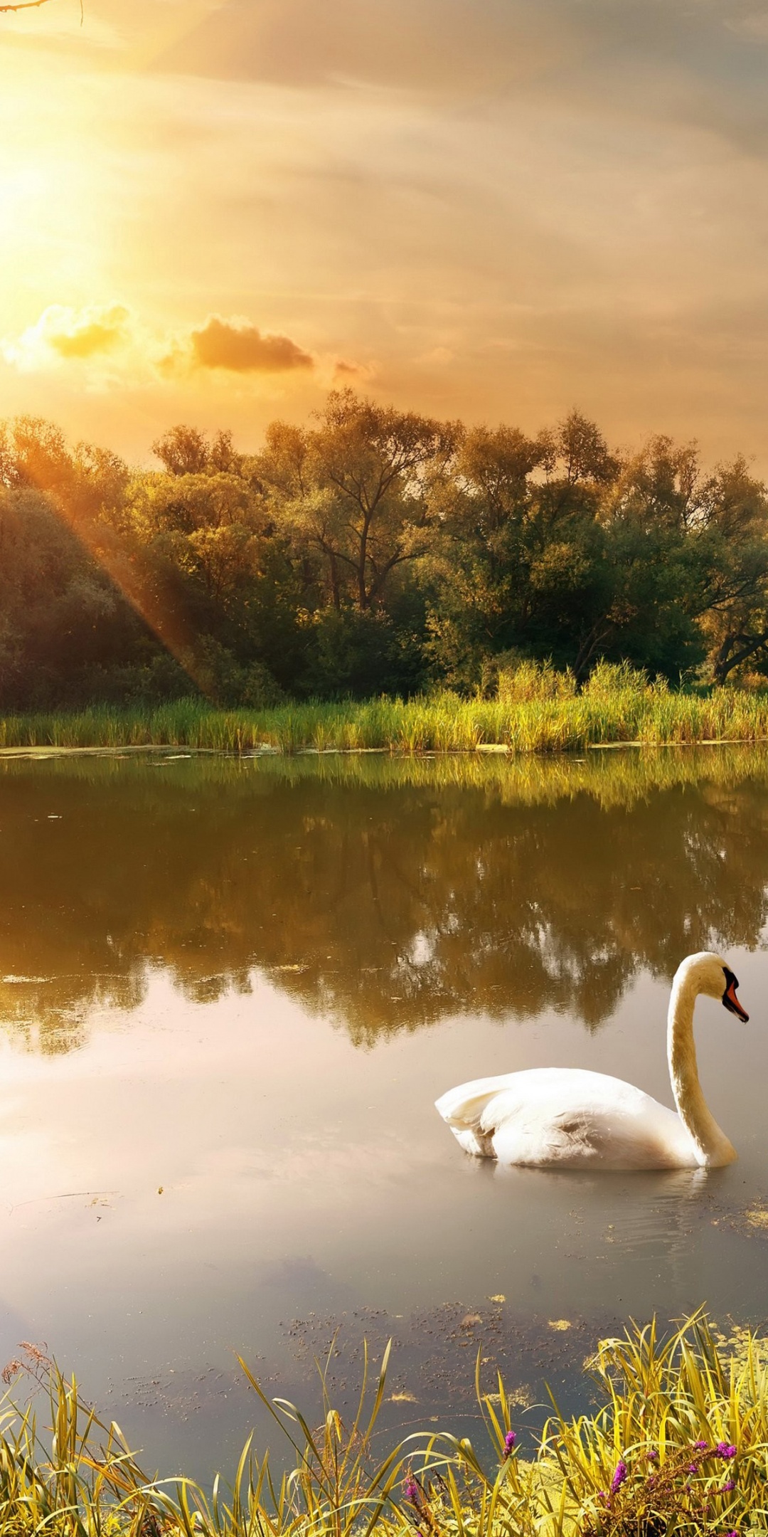 Swan On The Lake In Autumn