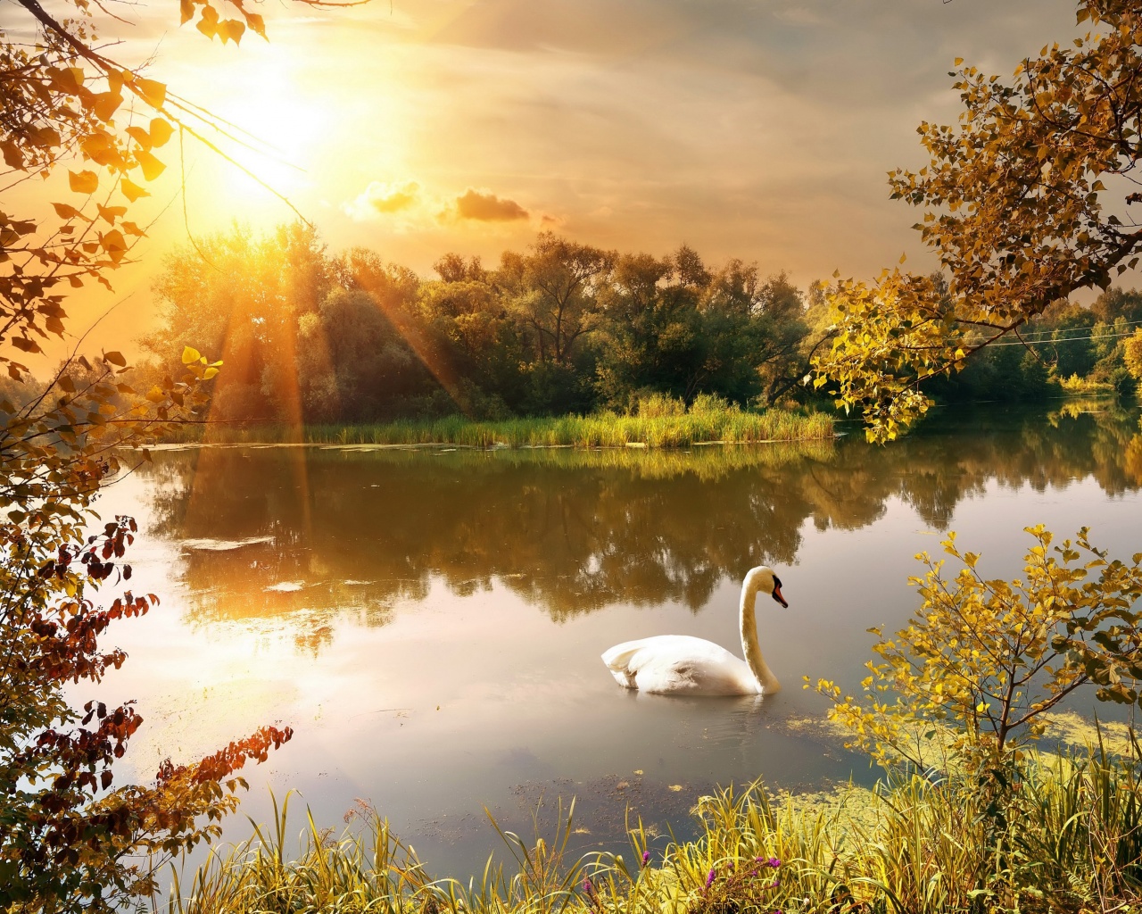 Swan On The Lake In Autumn