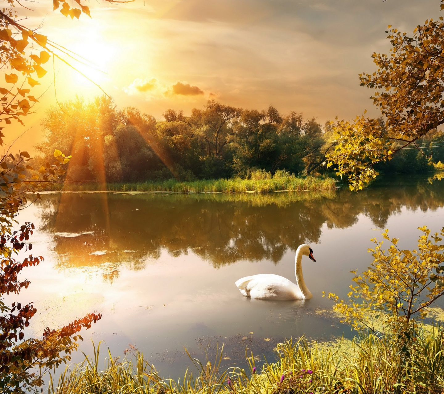 Swan On The Lake In Autumn