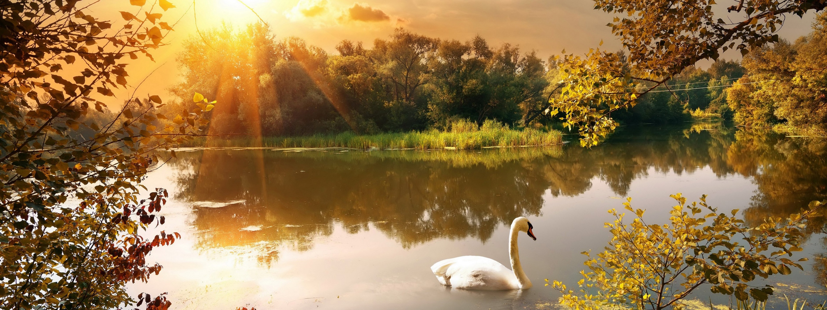 Swan On The Lake In Autumn