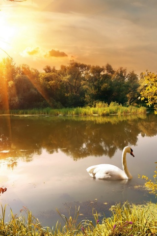 Swan On The Lake In Autumn